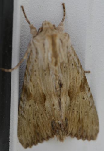 Réf. 232 722 : Apamea lithoxylaea